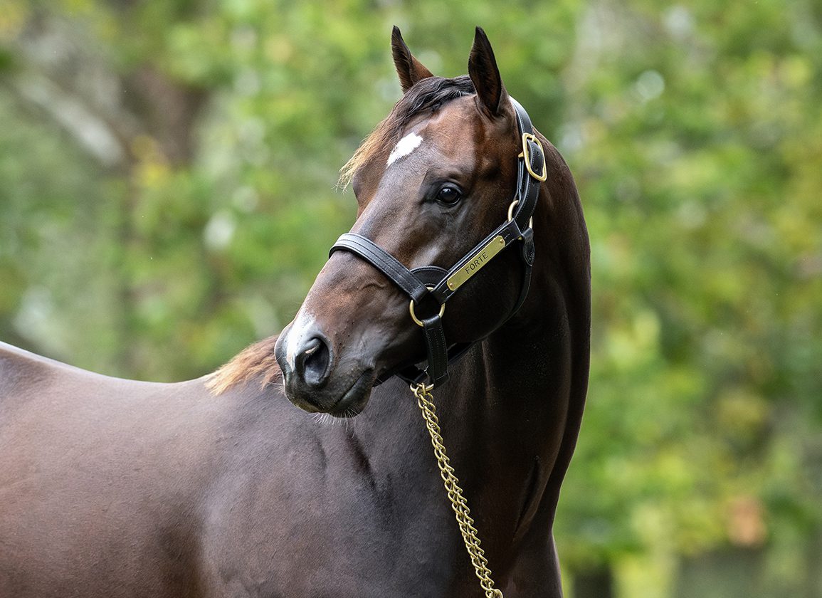 Half-Sister to Champion Forte One of Two Added to Keeneland September Book 1