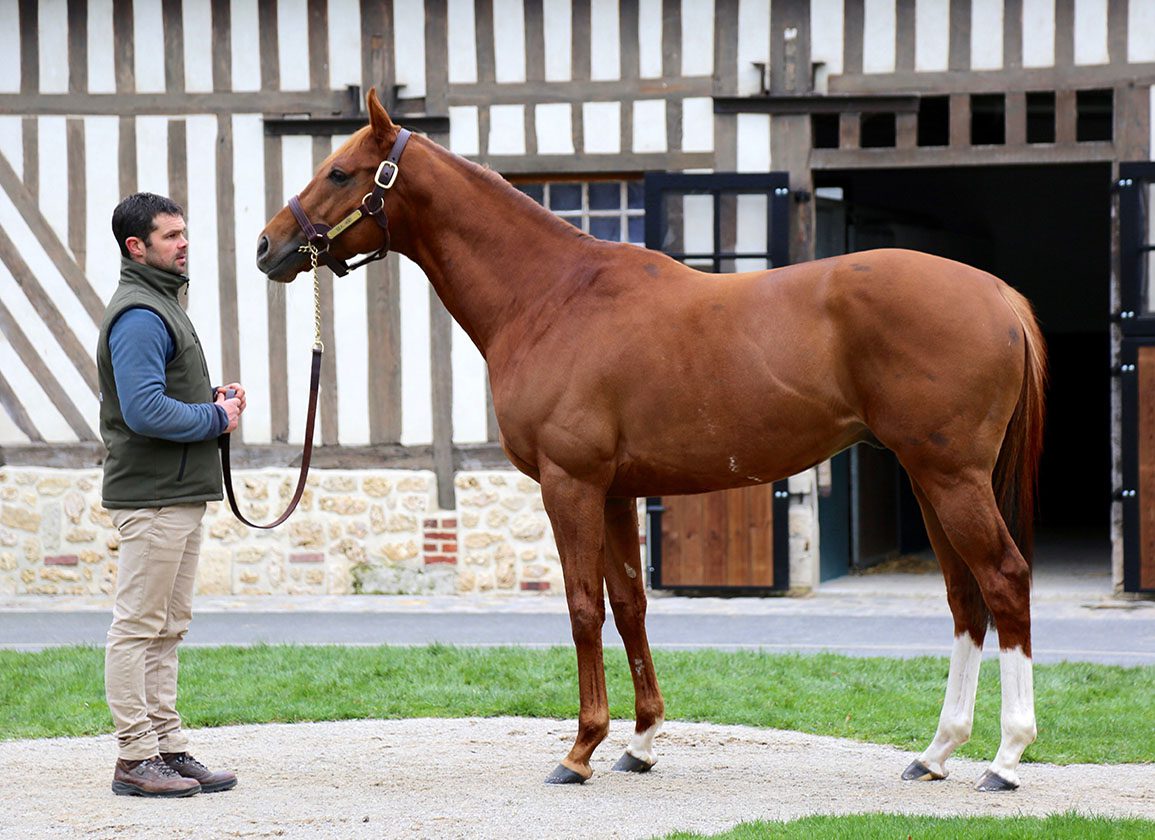Stallion Shares Added to Aktem Stallion Online Sale